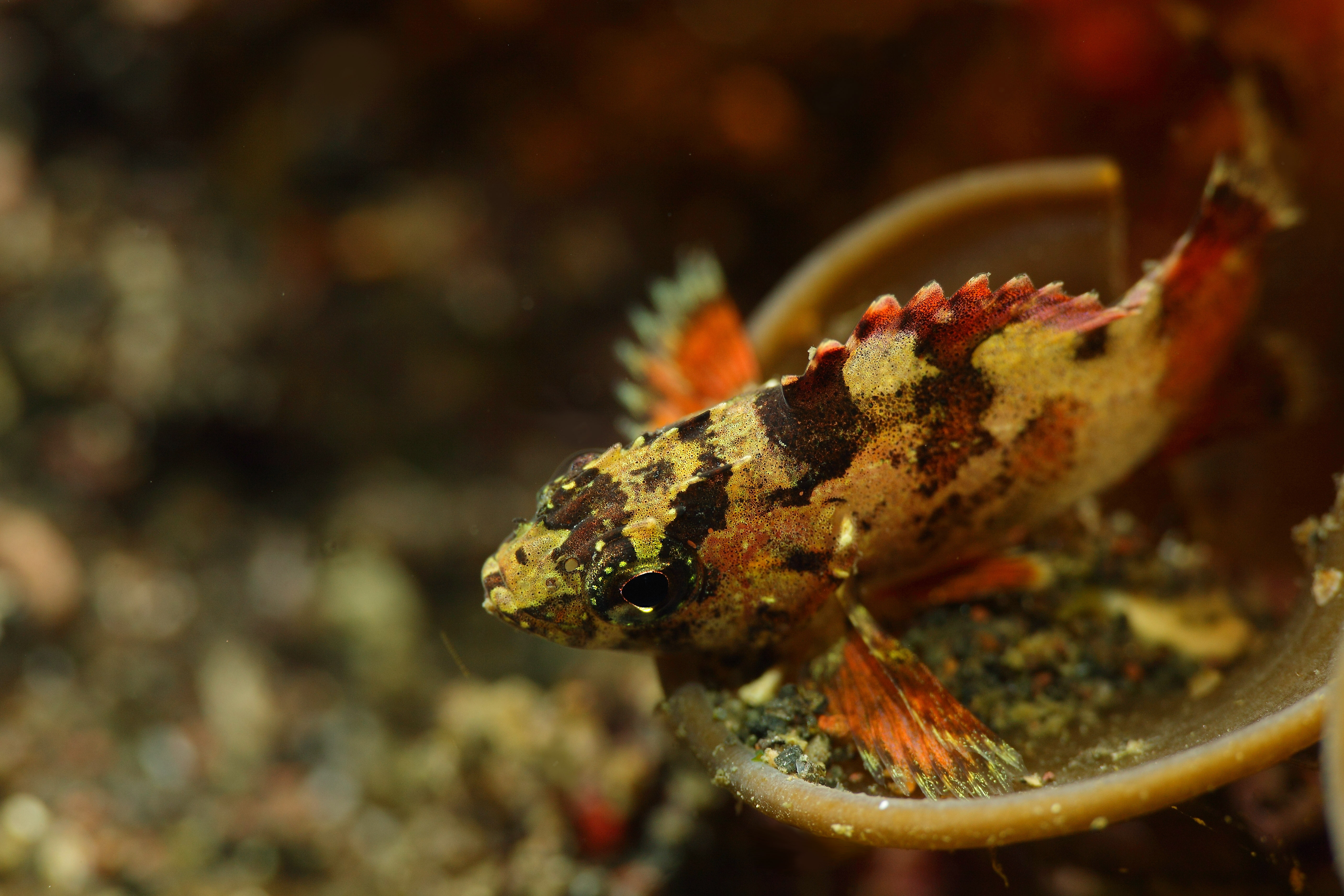 Scorpaenodes Littoralis イソカサゴの幼魚 美しい海が永遠でありますように