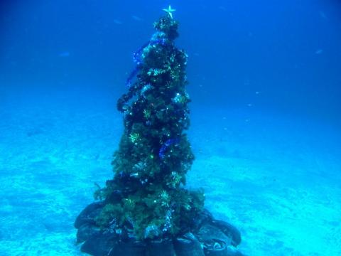 水中クリスマスツリー