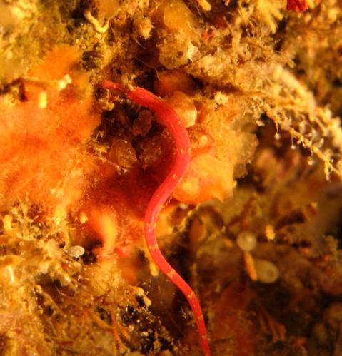 イシヨウジの幼魚　Corythoichthys haematopterus