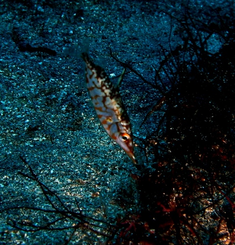 深海魚「サギフエ」