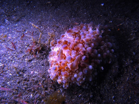 マンリョウウミウシ（Hoplodoris armata ）。SEA＆SEA DX-1Gで撮影。