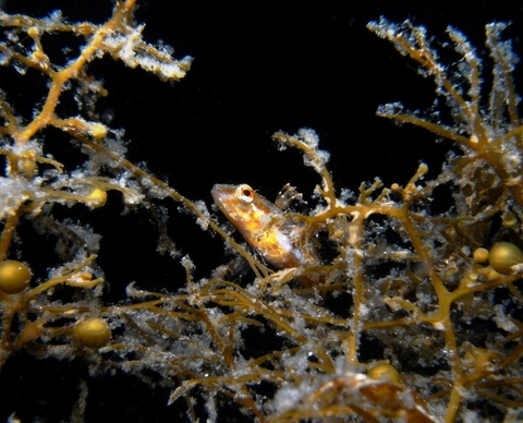「アナハゼ」Pseudoblennius percoides　大瀬崎湾内SEA＆SEA DX-1Gで撮影。