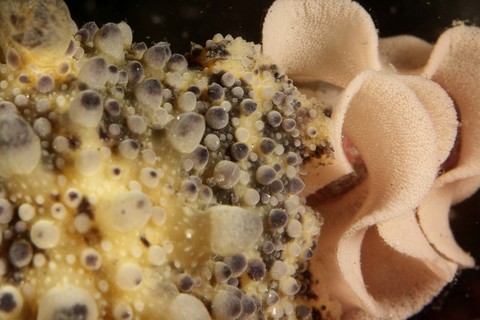 「ヤマトウミウシ」の産卵　Homoiodoris japonica