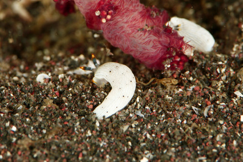 カメキオトメウミウシが砂から出てくるところ Dermatobranchus primus
