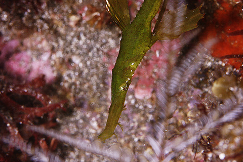 「カミソリウオ」Solenostomus cyanopterus