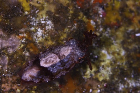 コウイカSepia (Platysepia) esculenta