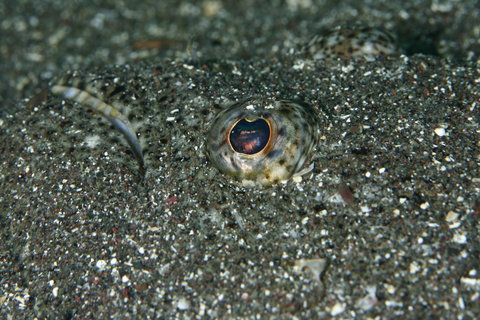 ヒラメ (Bastard halibut) Paralichthys olivaceus