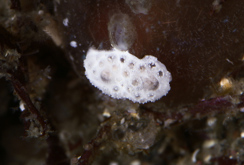 unknown sea slug