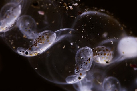 ジンドウイカの卵塊 Loliolus Nipponololigo japonica 志津川 ダイビング