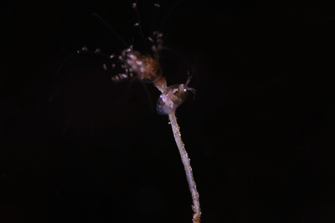 志津川 ヒドロ虫とヨコエビ　Hydrozoa, Gammaridea