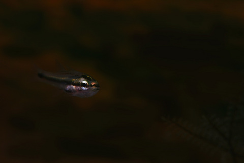 クロホシイシモチの幼魚 Apogon notatus