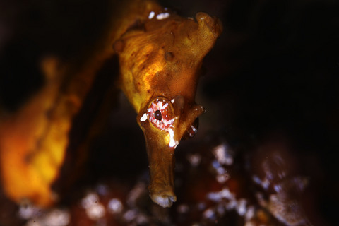タツノオトシゴ Hippocampus coronatus 志津川