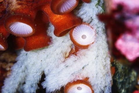 マダコの抱卵 Octopus vulgaris 志津川ダイビング