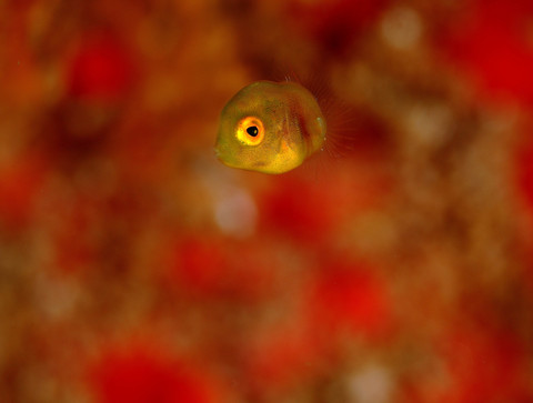 黄金崎ダイビング「アミメハギ」幼魚