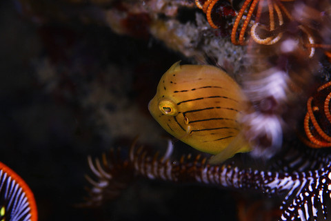 アオサハギの幼魚　Brachaluteres ulvarum