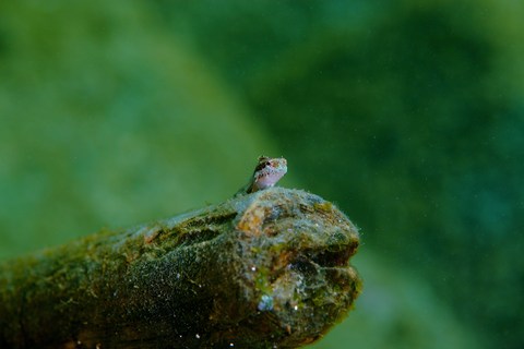 ニジギンポの幼魚　（Petroscirtes breviceps）