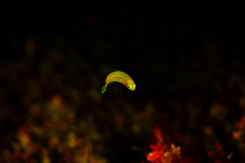 コガネキュウセンの幼魚 Halichoeres chrysus