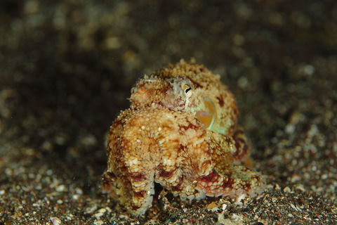 スナダコ　（Octopus aegina）