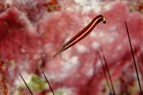 ハシナガウバウオ Diademichthys lineatus