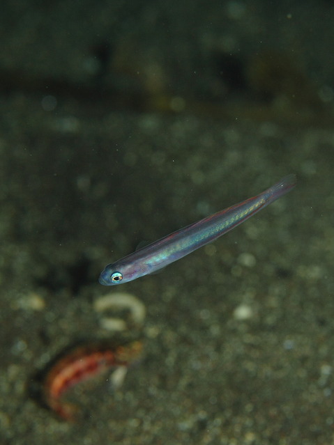 ハナハゼの幼魚 Ptereleotris hanae
