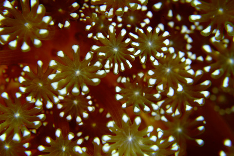 ニホンアワサンゴ （Alveopora japonica）