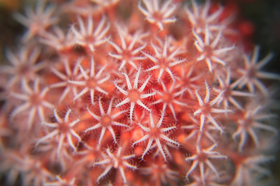 東京湾 明鐘岬の珊瑚