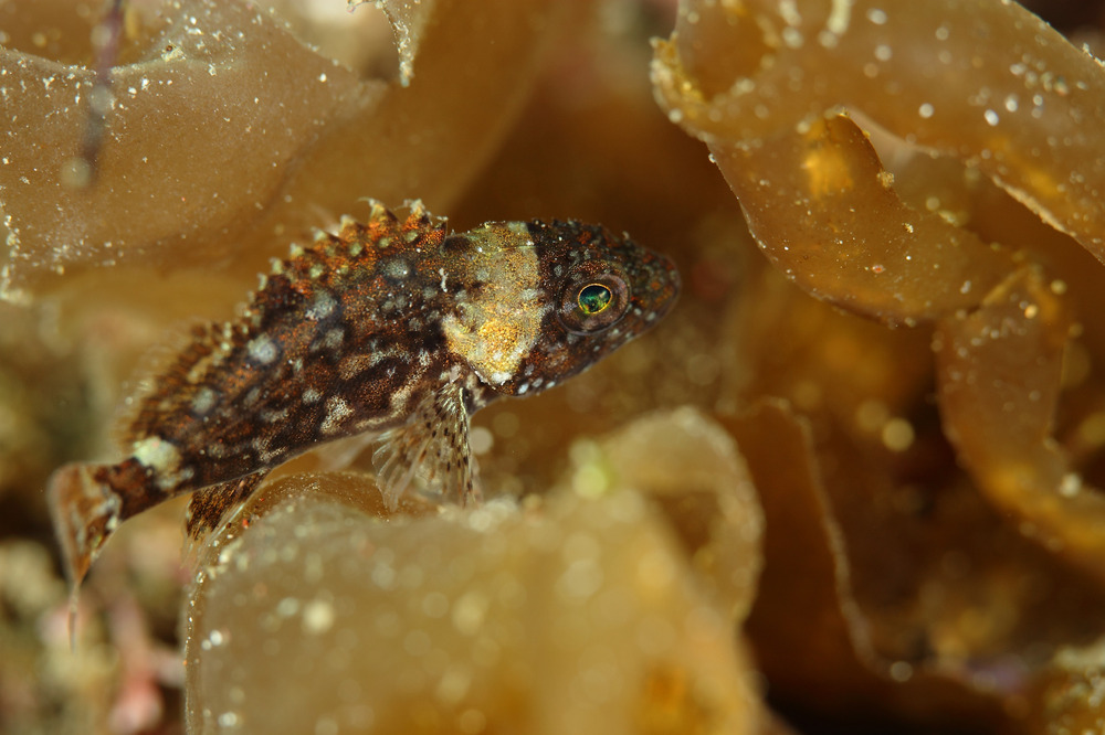 Scorpaenodes littoralis イソカサゴの幼魚