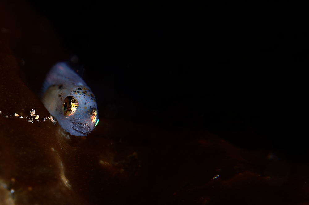 アナハゼの幼魚 Pseudoblennius percoides