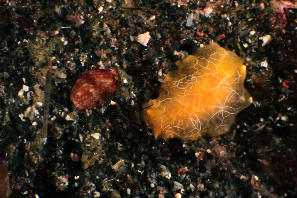Doriopsilla miniata ダイダイウミウシ