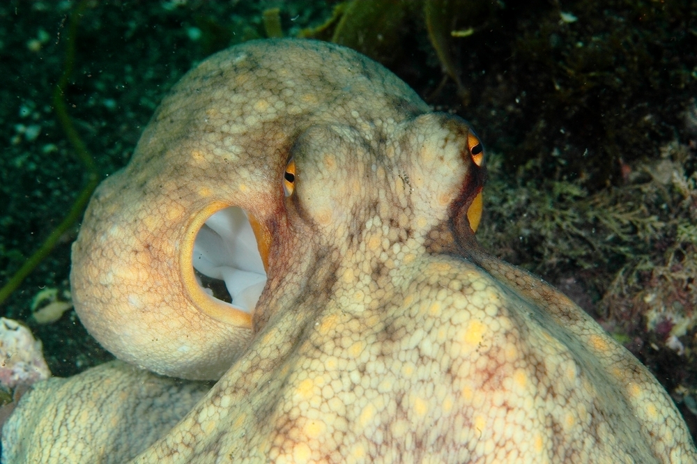 マダコ Octopus vulgaris