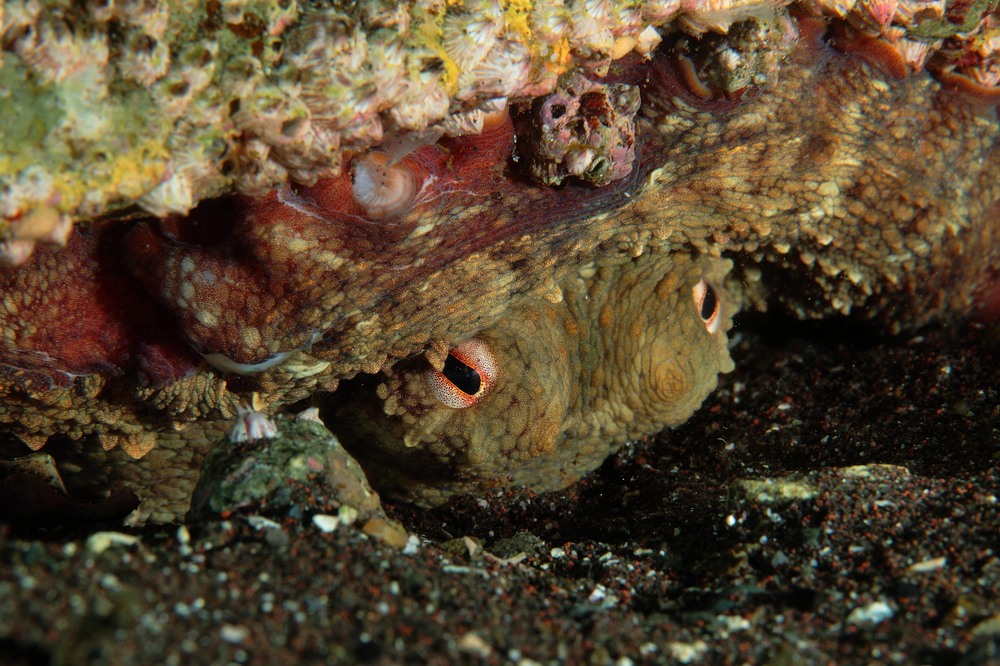 マダコ Octopus vulgaris
