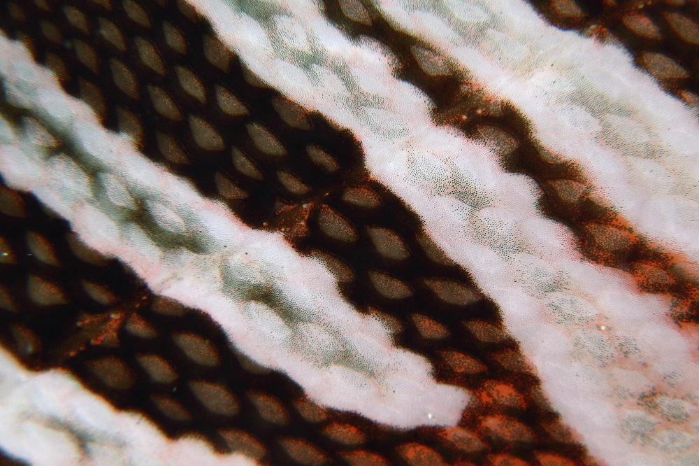 ミノカサゴ Pterois lunulata
