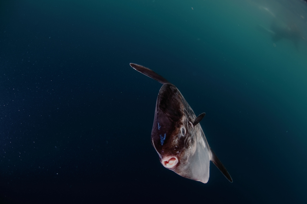 マンボウ Mora mora ocean sunfish