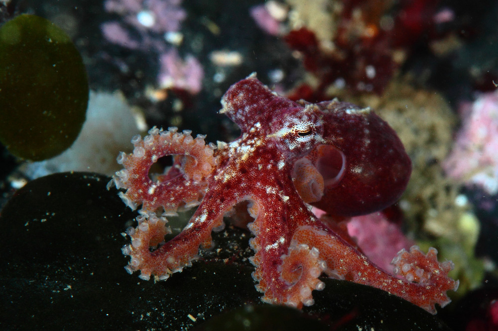 マダコ属の一種 Octopus Sp.