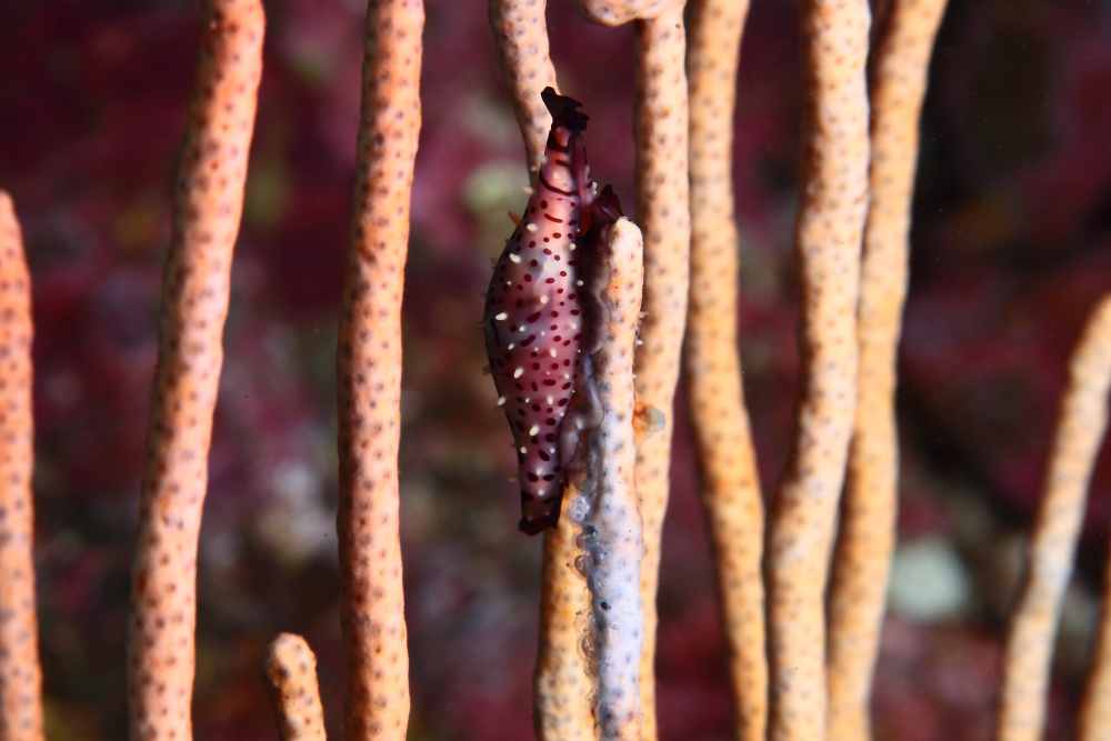 ベニキヌヅツミの産卵 Phenacovolva rosea